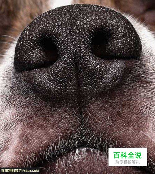 简单六招教你拍好宠物