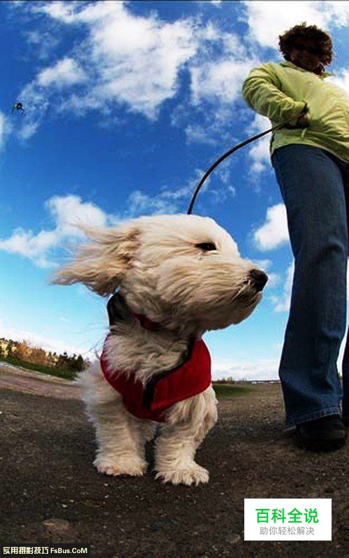 简单六招教你拍好宠物