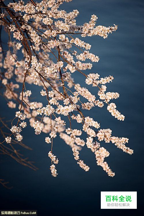 简单七招教你拍好花卉摄影