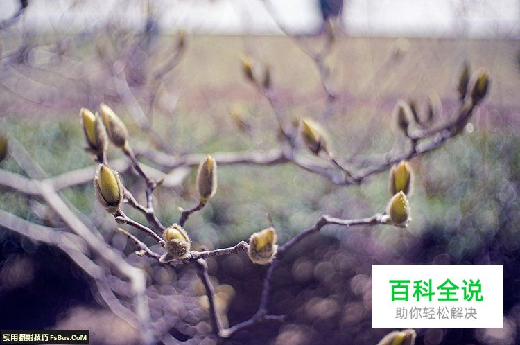 简单七招教你拍好花卉摄影