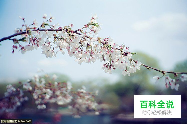 简单七招教你拍好花卉摄影