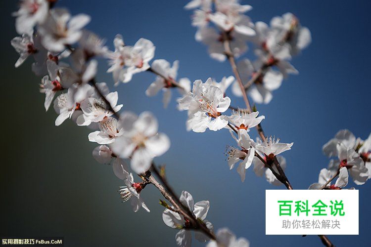 简单七招教你拍好花卉摄影