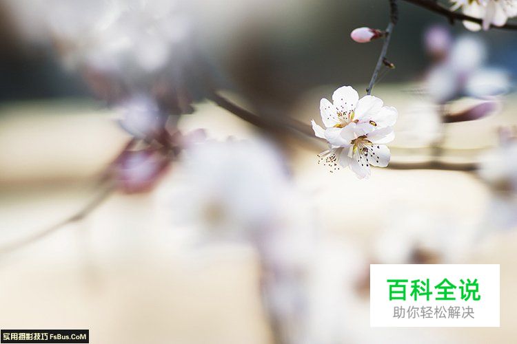 简单七招教你拍好花卉摄影