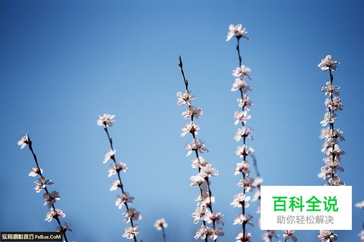 简单七招教你拍好花卉摄影