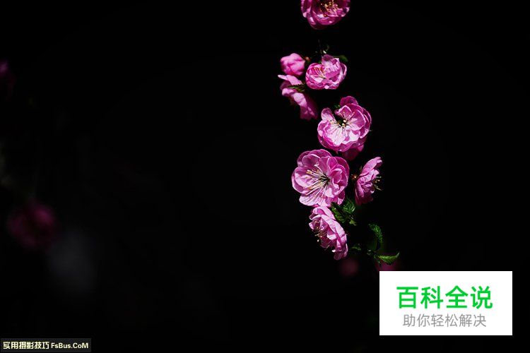 简单七招教你拍好花卉摄影