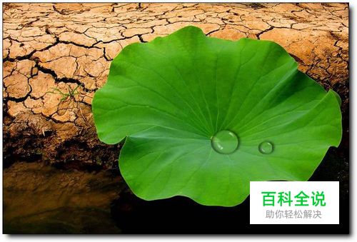 简单制作荷叶上的水珠-PS制作教程