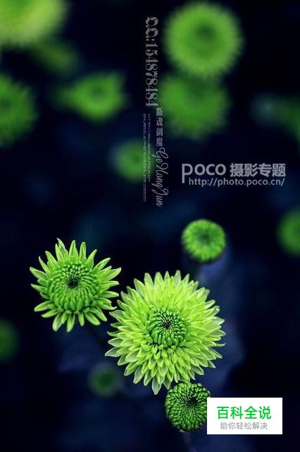 简明扼要 教你唯美菊花怎么拍