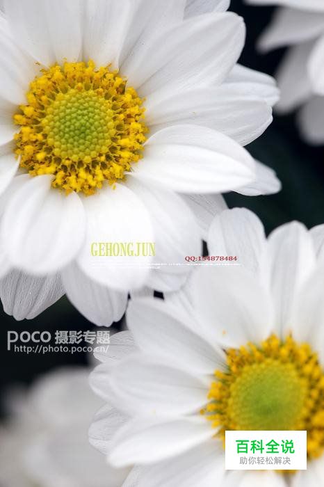 简明扼要 教你唯美菊花怎么拍