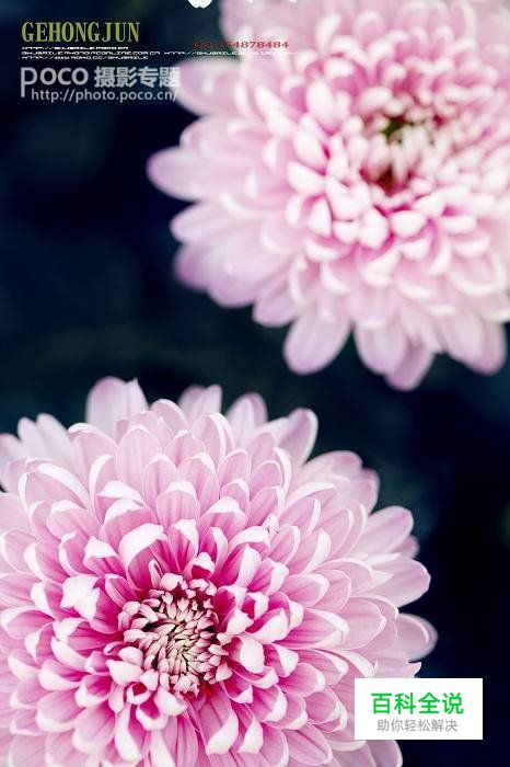 简明扼要 教你唯美菊花怎么拍