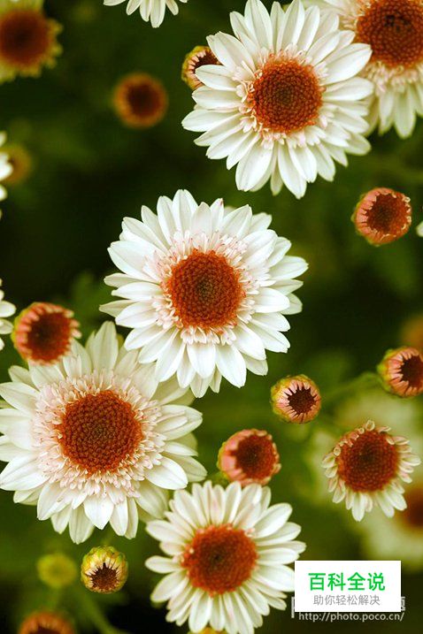 简明扼要 教你唯美菊花怎么拍