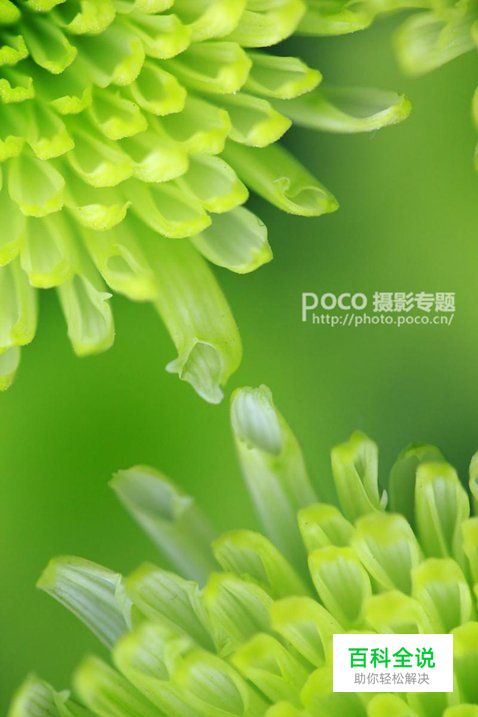 简明扼要 教你唯美菊花怎么拍