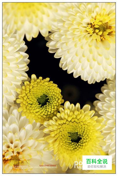 简明扼要 教你唯美菊花怎么拍