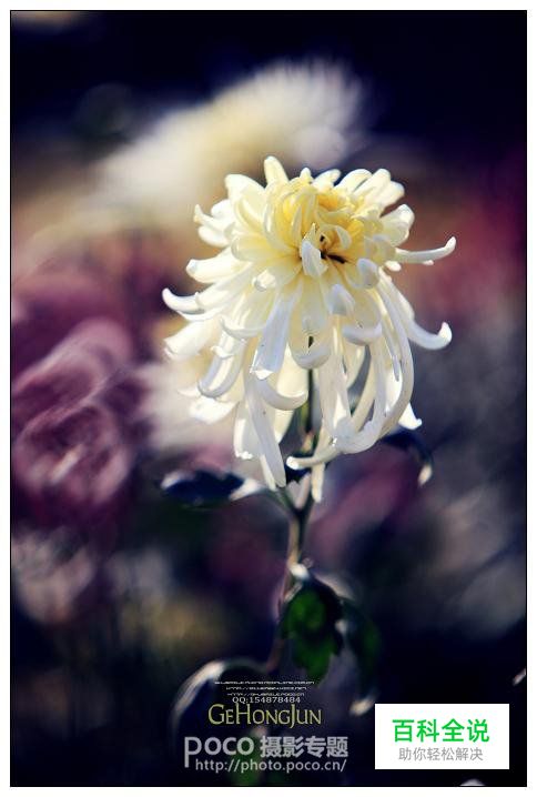 简明扼要 教你唯美菊花怎么拍