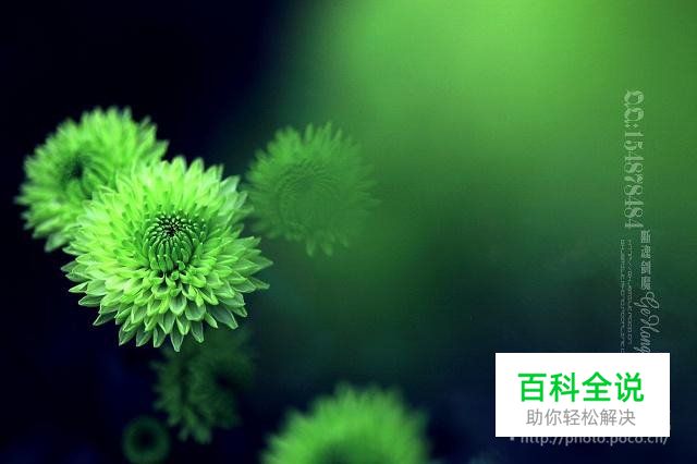 简明扼要 教你唯美菊花怎么拍