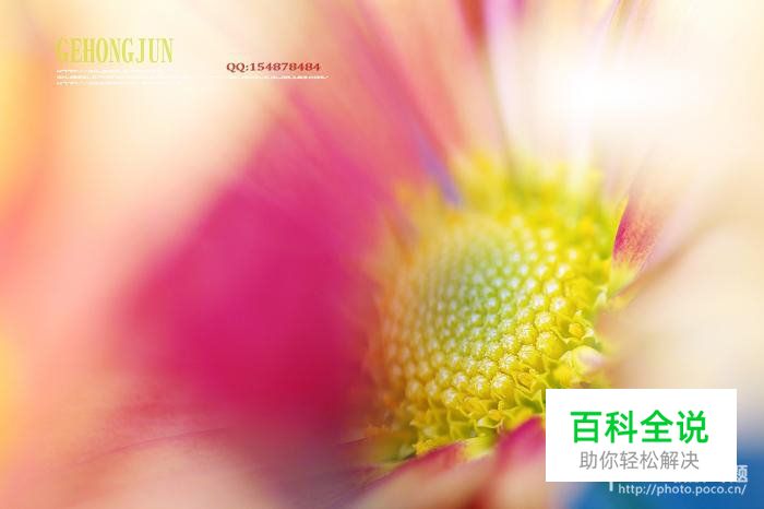 简明扼要 教你唯美菊花怎么拍