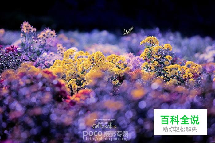 简明扼要 教你唯美菊花怎么拍