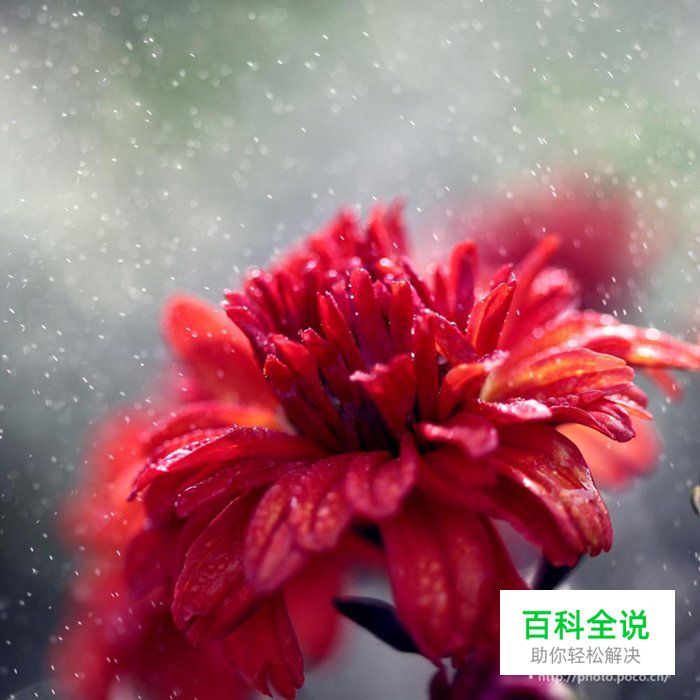简明扼要 教你唯美菊花怎么拍