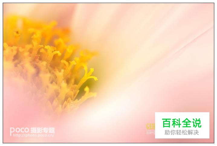 简明扼要 教你唯美菊花怎么拍