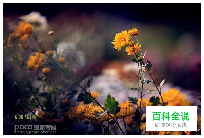 简明扼要 教你唯美菊花怎么拍