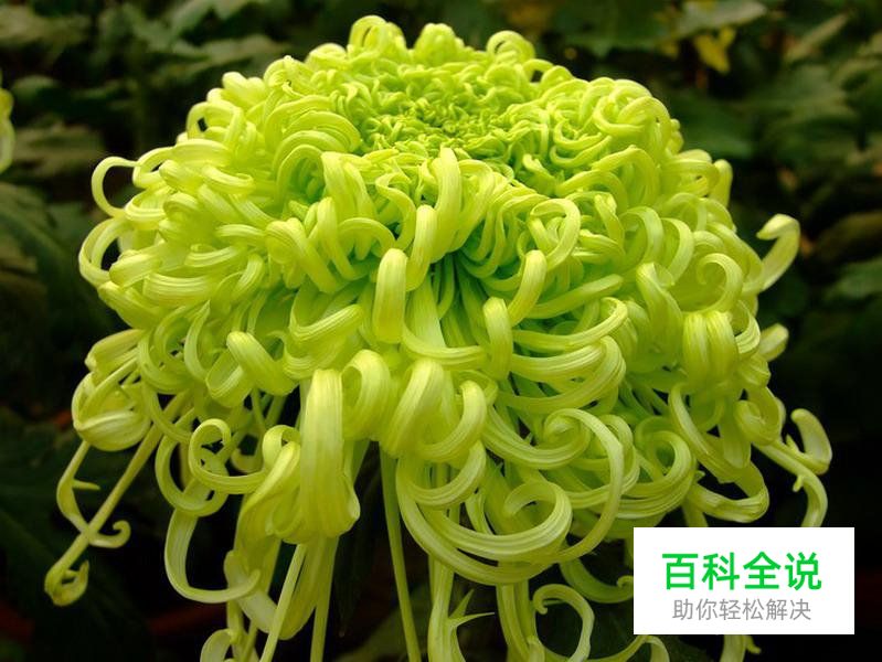 简明扼要 教你唯美菊花怎么拍