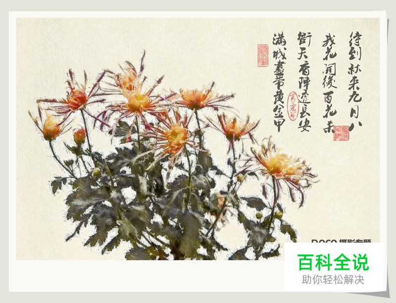 简明扼要 教你唯美菊花怎么拍