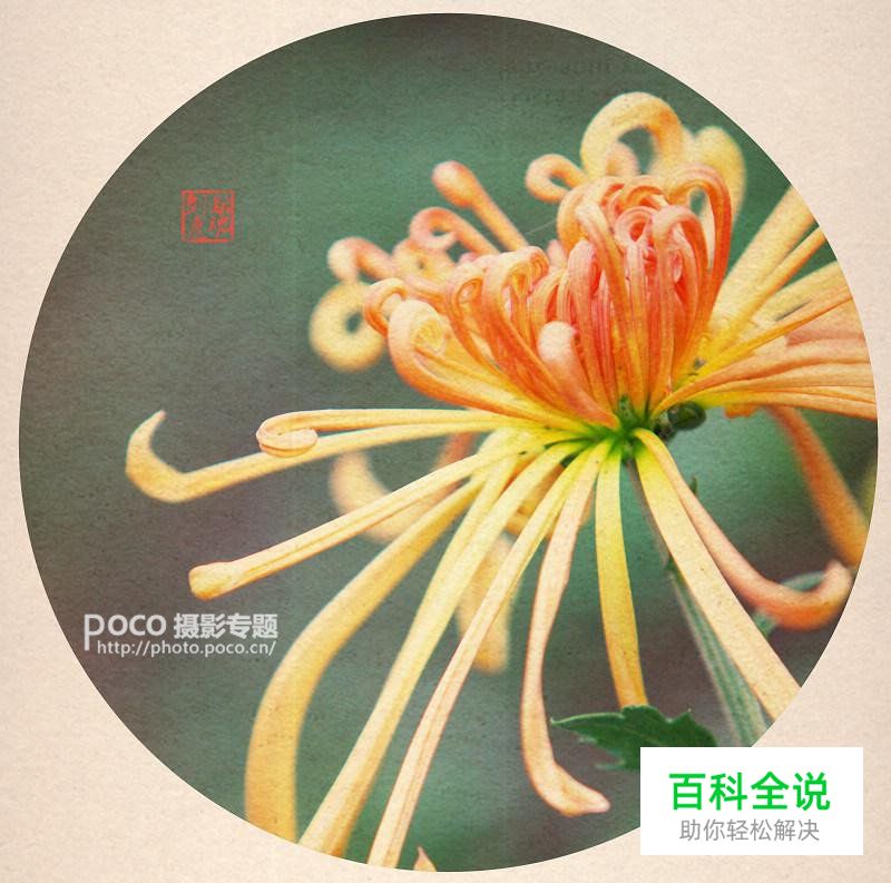 简明扼要 教你唯美菊花怎么拍