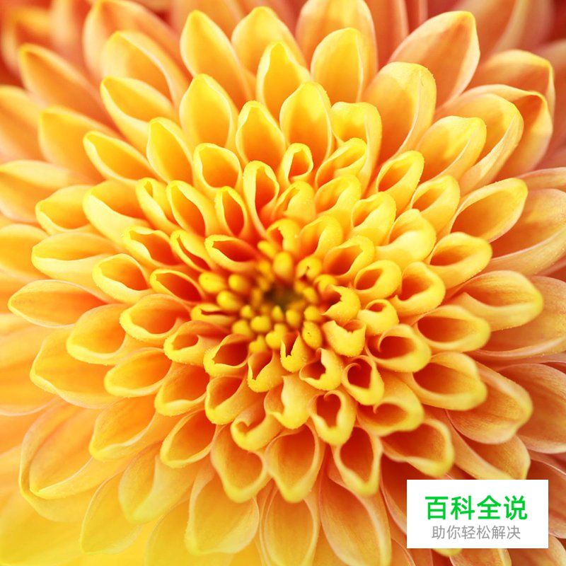 简明扼要 教你唯美菊花怎么拍