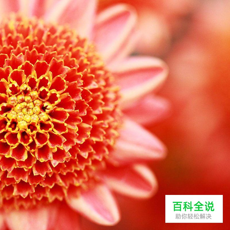 简明扼要 教你唯美菊花怎么拍