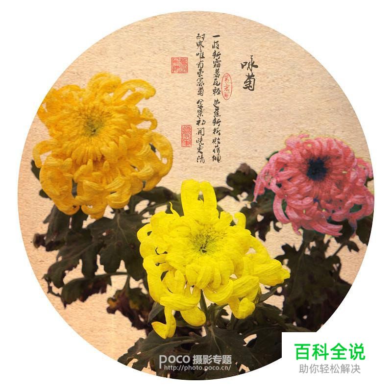简明扼要 教你唯美菊花怎么拍