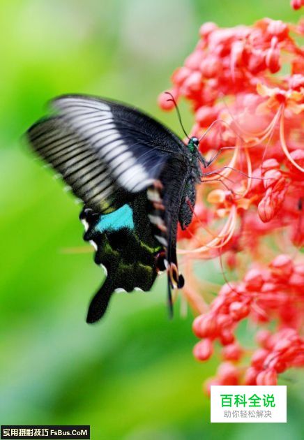 教你拍摄蝴蝶七大注意事项
