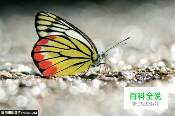 教你拍摄蝴蝶七大注意事项