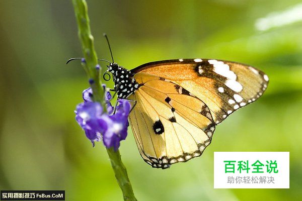 教你拍摄蝴蝶七大注意事项