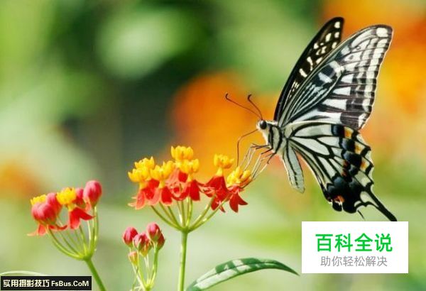 教你拍摄蝴蝶七大注意事项