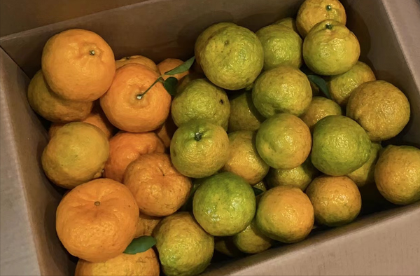 橘子最好的储存方法（桔子如何保存长久不烂）