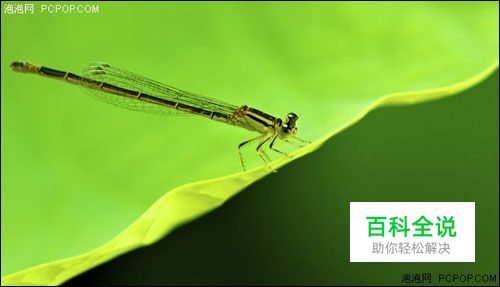 昆虫微距摄影拍摄技巧