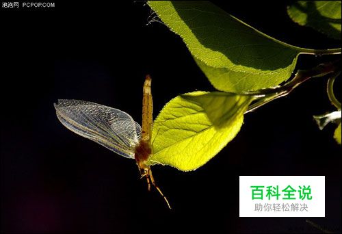 昆虫微距摄影拍摄技巧