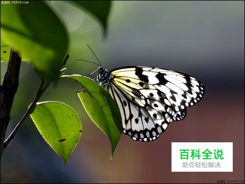 昆虫微距摄影拍摄技巧