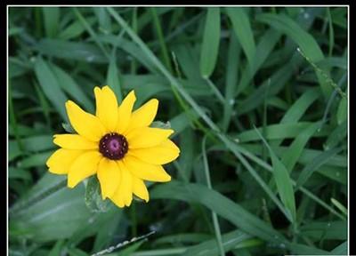 可牛影像撕边边框功能使用方法