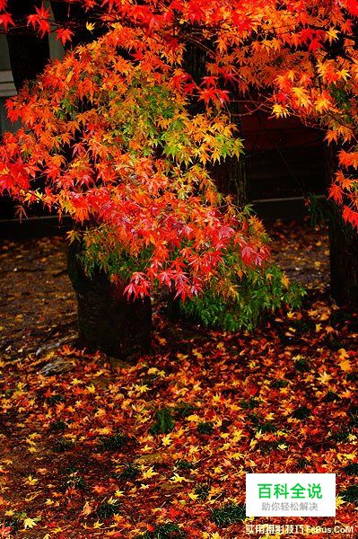 空气感枫叶，利用雨天拍出冷冽感