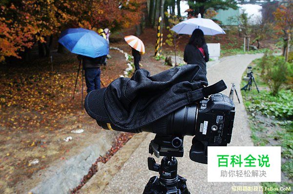 空气感枫叶，利用雨天拍出冷冽感