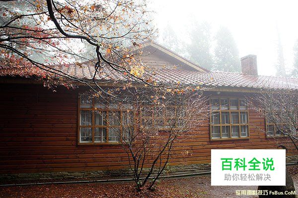 空气感枫叶，利用雨天拍出冷冽感