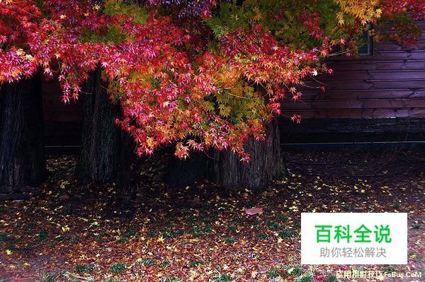 空气感枫叶，利用雨天拍出冷冽感