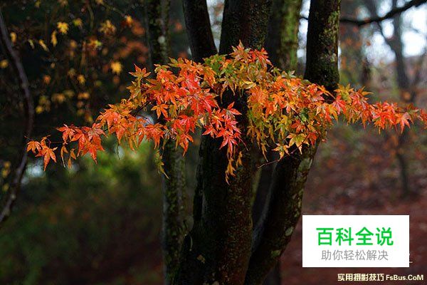 空气感枫叶，利用雨天拍出冷冽感