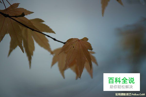 空气感枫叶，利用雨天拍出冷冽感