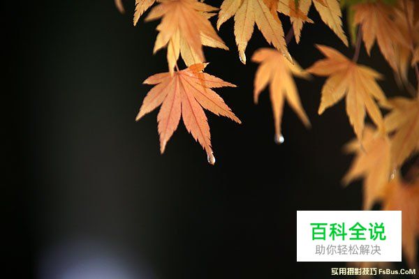 空气感枫叶，利用雨天拍出冷冽感