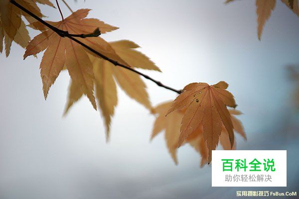 空气感枫叶，利用雨天拍出冷冽感