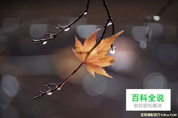 空气感枫叶，利用雨天拍出冷冽感