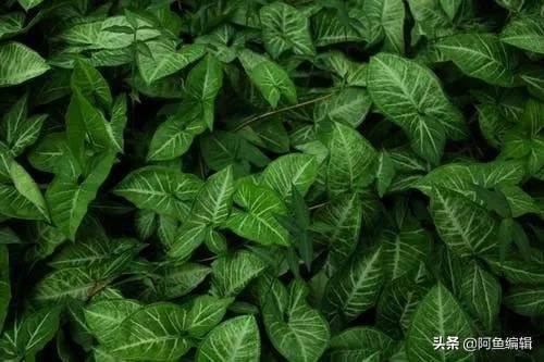 课题编号应该去哪查询(课题编号写在论文哪个位置)