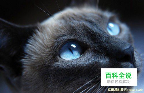 猫咪拍摄技巧完全攻略