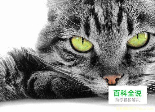 猫咪拍摄技巧完全攻略